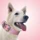TSPRO Tactical Dog Collar, Robust Collar for Dogs with Metal Buckle Closure, 3.3 cm Wide, Adjustable and Thick for Small Dogs (Geometric S) TSPRO Tactical Dog Collar, Robust Collar for Dogs with Metal Buckle Closure, 3.3 cm Wide, Adjustable and Thick for Small Dogs (Geometric S)