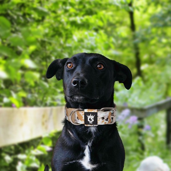 TSPRO Tactical Dog Collar, Robust Collar for Dogs with Metal Buckle Closure, 3.3 cm Wide, Adjustable and Thick for Small Dogs (Geometric S) TSPRO Tactical Dog Collar, Robust Collar for Dogs with Metal Buckle Closure, 3.3 cm Wide, Adjustable and Thick for Small Dogs (Geometric S)