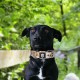 TSPRO Tactical Dog Collar, Robust Collar for Dogs with Metal Buckle Closure, 3.3 cm Wide, Adjustable and Thick for Small Dogs (Geometric S) TSPRO Tactical Dog Collar, Robust Collar for Dogs with Metal Buckle Closure, 3.3 cm Wide, Adjustable and Thick for Small Dogs (Geometric S)