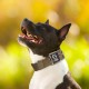 TSPRO Tactical Dog Collar, Robust Collar for Dogs with Metal Buckle Closure, 3.3 cm Wide, Adjustable and Thick for Small Dogs (Geometric S) TSPRO Tactical Dog Collar, Robust Collar for Dogs with Metal Buckle Closure, 3.3 cm Wide, Adjustable and Thick for Small Dogs (Geometric S)