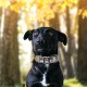TSPRO Tactical Dog Collar, Robust Collar for Dogs with Metal Buckle Closure, 3.3 cm Wide, Adjustable and Thick for Small Dogs (Geometric S) TSPRO Tactical Dog Collar, Robust Collar for Dogs with Metal Buckle Closure, 3.3 cm Wide, Adjustable and Thick for Small Dogs (Geometric S)