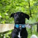 TSPRO Tactical Dog Collar, Robust Collar for Dogs with Metal Buckle Closure, 3.3 cm Wide, Adjustable and Thick for Small Dogs (Geometric S) TSPRO Tactical Dog Collar, Robust Collar for Dogs with Metal Buckle Closure, 3.3 cm Wide, Adjustable and Thick for Small Dogs (Geometric S)