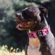 TSPRO Tactical Dog Collar, Robust Collar for Dogs with Metal Buckle Closure, 3.3 cm Wide, Adjustable and Thick for Small Dogs (Geometric S) TSPRO Tactical Dog Collar, Robust Collar for Dogs with Metal Buckle Closure, 3.3 cm Wide, Adjustable and Thick for Small Dogs (Geometric S)