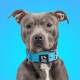 TSPRO Tactical Dog Collar, Robust Collar for Dogs with Metal Buckle Closure, 3.3 cm Wide, Adjustable and Thick for Small Dogs (Geometric S) TSPRO Tactical Dog Collar, Robust Collar for Dogs with Metal Buckle Closure, 3.3 cm Wide, Adjustable and Thick for Small Dogs (Geometric S)