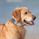 TSPRO Tactical Dog Collar, Robust Collar for Dogs with Metal Buckle Closure, 3.3 cm Wide, Adjustable and Thick for Small Dogs (Geometric S) TSPRO Tactical Dog Collar, Robust Collar for Dogs with Metal Buckle Closure, 3.3 cm Wide, Adjustable and Thick for Small Dogs (Geometric S)