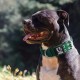 TSPRO Tactical Dog Collar, Robust Collar for Dogs with Metal Buckle Closure, 3.3 cm Wide, Adjustable and Thick for Small Dogs (Geometric S) TSPRO Tactical Dog Collar, Robust Collar for Dogs with Metal Buckle Closure, 3.3 cm Wide, Adjustable and Thick for Small Dogs (Geometric S)
