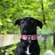 TSPRO Tactical Dog Collar, Robust Collar for Dogs with Metal Buckle Closure, 3.3 cm Wide, Adjustable and Thick for Small Dogs (Geometric S) TSPRO Tactical Dog Collar, Robust Collar for Dogs with Metal Buckle Closure, 3.3 cm Wide, Adjustable and Thick for Small Dogs (Geometric S)