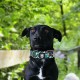TSPRO Tactical Dog Collar, Robust Collar for Dogs with Metal Buckle Closure, 3.3 cm Wide, Adjustable and Thick for Small Dogs (Geometric S) TSPRO Tactical Dog Collar, Robust Collar for Dogs with Metal Buckle Closure, 3.3 cm Wide, Adjustable and Thick for Small Dogs (Geometric S)
