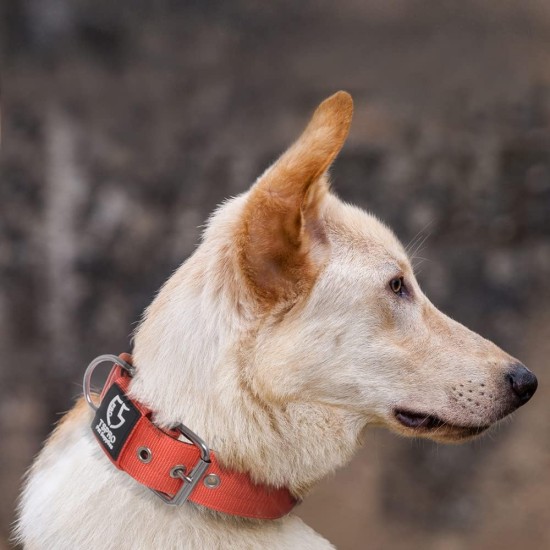 TSPRO Tactical Dog Collar, Robust Collar for Dogs with Metal Buckle Closure, 3.3 cm Wide, Adjustable and Thick for Small Dogs (Geometric S) TSPRO Tactical Dog Collar, Robust Collar for Dogs with Metal Buckle Closure, 3.3 cm Wide, Adjustable and Thick for Small Dogs (Geometric S)