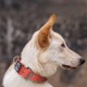 TSPRO Tactical Dog Collar, Robust Collar for Dogs with Metal Buckle Closure, 3.3 cm Wide, Adjustable and Thick for Small Dogs (Geometric S) TSPRO Tactical Dog Collar, Robust Collar for Dogs with Metal Buckle Closure, 3.3 cm Wide, Adjustable and Thick for Small Dogs (Geometric S)