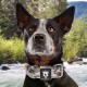 TSPRO Tactical Dog Collar, Robust Collar for Dogs with Metal Buckle Closure, 3.3 cm Wide, Adjustable and Thick for Small Dogs (Geometric S) TSPRO Tactical Dog Collar, Robust Collar for Dogs with Metal Buckle Closure, 3.3 cm Wide, Adjustable and Thick for Small Dogs (Geometric S)