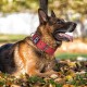 TSPRO Tactical Dog Collar, Robust Collar for Dogs with Metal Buckle Closure, 3.3 cm Wide, Adjustable and Thick for Small Dogs (Geometric S) TSPRO Tactical Dog Collar, Robust Collar for Dogs with Metal Buckle Closure, 3.3 cm Wide, Adjustable and Thick for Small Dogs (Geometric S)
