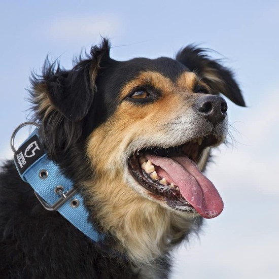 TSPRO Tactical Dog Collar, Robust Collar for Dogs with Metal Buckle Closure, 3.3 cm Wide, Adjustable and Thick for Small Dogs (Geometric S) TSPRO Tactical Dog Collar, Robust Collar for Dogs with Metal Buckle Closure, 3.3 cm Wide, Adjustable and Thick for Small Dogs (Geometric S)
