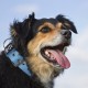 TSPRO Tactical Dog Collar, Robust Collar for Dogs with Metal Buckle Closure, 3.3 cm Wide, Adjustable and Thick for Small Dogs (Geometric S) TSPRO Tactical Dog Collar, Robust Collar for Dogs with Metal Buckle Closure, 3.3 cm Wide, Adjustable and Thick for Small Dogs (Geometric S)