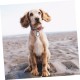 Toddmomy Dog Tags Tag Silencers for Dogs Noise-Reducing Dog Tags Ideal for Dog Collars and Dog Tags Toddmomy Dog Tags Tag Silencers for Dogs Noise-Reducing Dog Tags Ideal for Dog Collars and Dog Tags