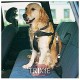 Trixie Car Safety Harness, Medium, Black Trixie Car Safety Harness, Medium, Black