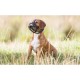 Trixie Muzzle Flex muzzle, silicone Trixie Muzzle Flex muzzle, silicone