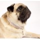 Two metal tube identification tags for cats and small dogs Two metal tube identification tags for cats and small dogs