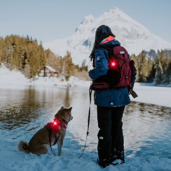 UMIONE Pet Light: Waterproof Dog Light, Durable and Ideal for Night Walks (in Gift Box) (Umione-White-02) UMIONE Pet Light: Waterproof Dog Light, Durable and Ideal for Night Walks (in Gift Box) (Umione-White-02)