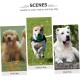 VILLFUL Stainless Steel Pet ID Tags for Dogs and Cats, Bone Shaped Pendants, Personalised Dogs and Cat Pendants, Durable and Rustproof Dog Tags, Pack of 10