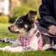 Vest Harness Curli Clasp Air Mesh Pink-Chequered XS & Leash M Vest Harness Curli Clasp Air Mesh Pink-Chequered XS & Leash M