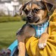 Vest Harness Curli Clasp Air Mesh Pink-Chequered XS & Leash M Vest Harness Curli Clasp Air Mesh Pink-Chequered XS & Leash M