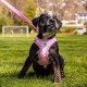 Vest Harness Curli Clasp Air Mesh Pink-Chequered XS & Leash M Vest Harness Curli Clasp Air Mesh Pink-Chequered XS & Leash M