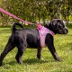 Vest Harness Curli Clasp Air Mesh Pink-Chequered XS & Leash M Vest Harness Curli Clasp Air Mesh Pink-Chequered XS & Leash M