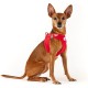 Vest Harness Curli Clasp Softshell Red 2XS Vest Harness Curli Clasp Softshell Red 2XS