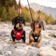 Vest Harness Curli Clasp Softshell Red 2XS Vest Harness Curli Clasp Softshell Red 2XS