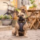 Vest Harness Merino Curli Clasp Black XS Vest Harness Merino Curli Clasp Black XS