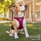 curli Dog Vest Harness with Clasp, Air Mesh, Fuchsia, S curli Dog Vest Harness with Clasp, Air Mesh, Fuchsia, S