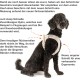 curli Dog Vest Harness with Clasp, Air Mesh, Fuchsia, S curli Dog Vest Harness with Clasp, Air Mesh, Fuchsia, S