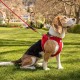 curli Magnetic Vest Harness V2 Dog Harness, Magnetic D-Rings, Stretch Air Mesh Upper, Adjustable, Reflective Hem, Size M. Black. curli Magnetic Vest Harness V2 Dog Harness, Magnetic D-Rings, Stretch Air Mesh Upper, Adjustable, Reflective Hem, Size M. Black.