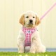 curli Puppy Set, Air Mesh Harness with Lead, XS, Pink circles curli Puppy Set, Air Mesh Harness with Lead, XS, Pink circles