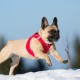curli Softshell Vest Harness for Dogs, 3XS curli Softshell Vest Harness for Dogs, 3XS