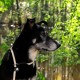 dibea HB00694 Dog Collar Retriever Collar Dressage Collar