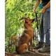dibea HB00694 Dog Collar Retriever Collar Dressage Collar