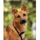dibea HB00694 Dog Collar Retriever Collar Dressage Collar