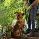 dibea HB00694 Dog Collar Retriever Collar Dressage Collar