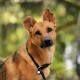dibea HB00694 Dog Collar Retriever Collar Dressage Collar