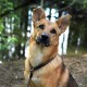 dibea HB00694 Dog Collar Retriever Collar Dressage Collar