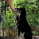 dibea HB00694 Dog Collar Retriever Collar Dressage Collar