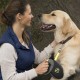 flexi Giant Professional L belt 10 m for dogs up to 50 kg