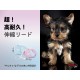 flexi Neon Retractable Dog Lead - 5 m (Large), s