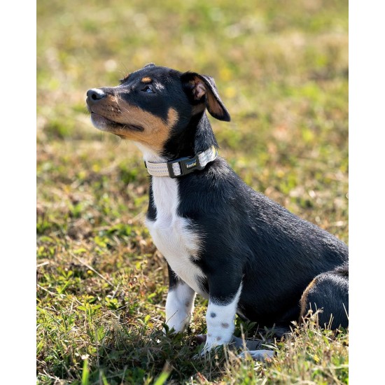 lionto Durable Nylon Dog Collar, Extra Small, Soft Padded Collar for Dogs, 360° Reflective & Click Closure, Metal Ring & Adjustment by Continuous Slider, Beige lionto Durable Nylon Dog Collar, Extra Small, Soft Padded Collar for Dogs, 360° Reflective & Click Closure, Metal Ring & Adjustment by Continuous Slider, Beige
