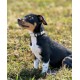 lionto Durable Nylon Dog Collar, Extra Small, Soft Padded Collar for Dogs, 360° Reflective & Click Closure, Metal Ring & Adjustment by Continuous Slider, Beige