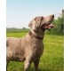 lionto Durable Nylon Dog Collar, Extra Small, Soft Padded Collar for Dogs, 360° Reflective & Click Closure, Metal Ring & Adjustment by Continuous Slider, Beige