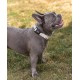 lionto Durable Nylon Dog Collar, Extra Small, Soft Padded Collar for Dogs, 360° Reflective & Click Closure, Metal Ring & Adjustment by Continuous Slider, Beige