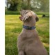 lionto Durable Nylon Dog Collar, Extra Small, Soft Padded Collar for Dogs, 360° Reflective & Click Closure, Metal Ring & Adjustment by Continuous Slider, Beige